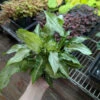 Syngonium Podophyllum 'Three Kings' Arrowhead Plant 1 Syngonium Podophyllum 'Three Kings' Arrowhead Plant -Eds Plant Shop syngonium podophyllum three kings three kings arrowhead plant 625833
