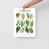 Syngonium Species ID Chart - Botanical Houseplant Art Print -Eds Plant Shop syngonium species id chart botanical houseplant art print 253336