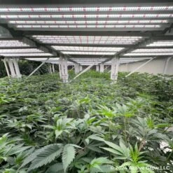 T5 HO Ballast Bypass 4FT LED Grow Lamp (54W Eqv.) – Sun White Pro Spectrum -Eds Plant Shop t5 ho ballast bypass 4ft led grow lamp 54w eqv sun white pro spectrum 130404