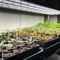 T5 HO Ballast Bypass 4FT LED Grow Lamp (54W Eqv.) – Sun White Pro Spectrum -Eds Plant Shop t5 ho ballast bypass 4ft led grow lamp 54w eqv sun white pro spectrum 496638