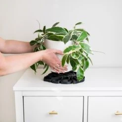 Tera SAUSR – Monstera Leaf Plant Saucer & Humidity Tray For Root Rot Prevention -Eds Plant Shop tera sausr leaf shaped pot saucer drip tray for houseplants humidity tray 826875