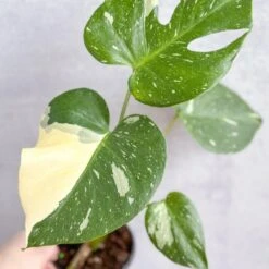 Thai Constellation Monstera - Rare Monstera