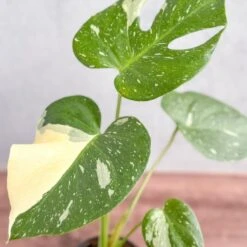 Thai Constellation Monstera - Rare Monstera -Eds Plant Shop thai constellation monstera rare monstera 4 inch 610739