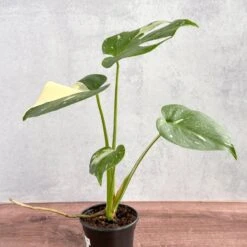 Thai Constellation Monstera - Rare Monstera -Eds Plant Shop thai constellation monstera rare monstera 4 inch 910744