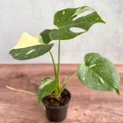 Thai Constellation Monstera - Rare Monstera -Eds Plant Shop thai constellation monstera rare monstera 4 inch 981934