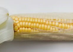 The Explorer: Rooted In America Heirloom Seed Collection – 6 Historic Varieties -Eds Plant Shop the explorer rooted in america seed collection 2093384