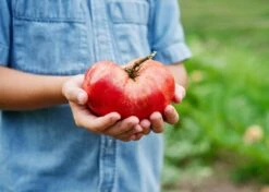 The Explorer: Rooted In America Heirloom Seed Collection – 6 Historic Varieties -Eds Plant Shop the explorer rooted in america seed collection 3403592