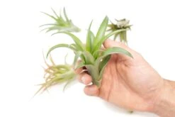 Tillandsia Abdita Brachycaulos Air Plants -Set Of 10, 20 Or 30 9 Tillandsia Abdita Brachycaulos Air Plants -Set Of 10, 20 Or 30 -Eds Plant Shop tillandsia abdita brachycaulos air plants set of 10 20 or 30 60 off 2262263