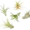 Tillandsia Abdita Brachycaulos Air Plants -Set Of 10, 20 Or 30 -Eds Plant Shop tillandsia abdita brachycaulos air plants set of 10 20 or 30 60 off 4762715