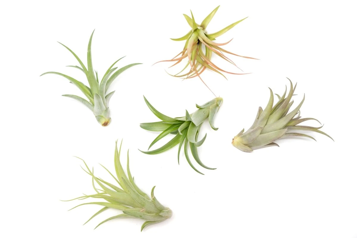 Tillandsia Abdita Brachycaulos Air Plants -Set Of 10, 20 Or 30 3 Tillandsia Abdita Brachycaulos Air Plants -Set Of 10, 20 Or 30