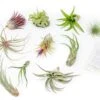 Tillandsia Air Plant Grab Bag Of 10 Plants + 1 Year Air Plant Fertilizer Pack -Eds Plant Shop tillandsia air plant grab bag of 10 plants 1 year air plant fertilizer pack 1335397