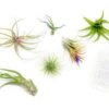 Tillandsia Air Plant Grab Bag Of 6 Plants + 1 Year Air Plant Fertilizer Pack -Eds Plant Shop tillandsia air plant grab bag of 6 plants 1 year air plant fertilizer pack 7887773