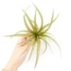 Tillandsia 'Capitata Red' Air Plants -Eds Plant Shop tillandsia capitata red air plants 1017464
