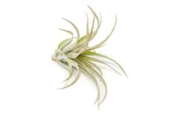 Tillandsia 'Capitata Red' Air Plants -Eds Plant Shop tillandsia capitata red air plants 4122991