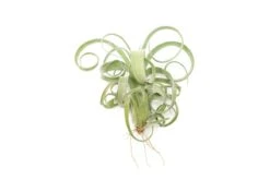 Tillandsia Curly Slim (T. Intermedia X T. Streptophylla) Air Plant
