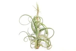 Tillandsia Curly Slim (T. Intermedia X T. Streptophylla) Air Plant -Eds Plant Shop tillandsia curly slim t intermedia x t streptophylla air plant 4254081