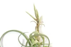 Tillandsia Curly Slim (T. Intermedia X T. Streptophylla) Air Plant -Eds Plant Shop tillandsia curly slim t intermedia x t streptophylla air plant 8966803