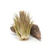 Tillandsia Ionantha Guatemala "Macho" Air Plant -Eds Plant Shop tillandsia ionantha guatemala macho air plant 6329728
