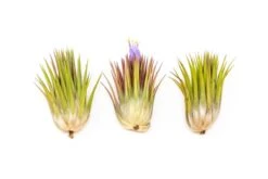 Tillandsia Ionantha Guatemala "Macho" Air Plant -Eds Plant Shop tillandsia ionantha guatemala macho air plant 9618874
