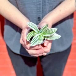 Tradescantia Blossfeldiana - Pistachio White -Eds Plant Shop tradescantia blossfeldiana pistachio white various sizes 930590