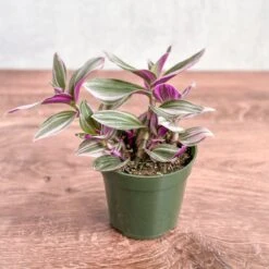 Tradescantia Bubblegum / Lilac 'Nanouk' -Eds Plant Shop tradescantia nanouk bubblegum tradescantia 103632