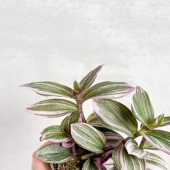 Tradescantia Bubblegum / Lilac 'Nanouk' -Eds Plant Shop tradescantia nanouk bubblegum tradescantia 366519