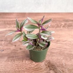 Tradescantia Bubblegum / Lilac 'Nanouk' -Eds Plant Shop tradescantia nanouk bubblegum tradescantia 375855
