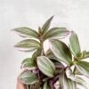 Tradescantia Bubblegum / Lilac 'Nanouk' -Eds Plant Shop tradescantia nanouk bubblegum tradescantia 405617