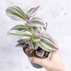 Tradescantia Bubblegum / Lilac 'Nanouk' -Eds Plant Shop tradescantia nanouk bubblegum tradescantia various sizes 437997