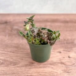 Tradescantia Navicularis - Chain Plant - 2.5 Inch -Eds Plant Shop tradescantia navicularis chain plant 25 inch 721938