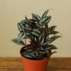 Tradescantia Zebrina 'Wandering Dude' -Eds Plant Shop tradescantia zebrina wandering dude 295463