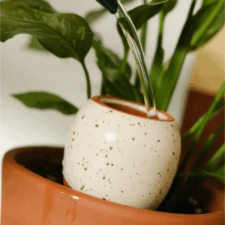 Trio Mini Ollas - The Iconics | Self-Watering Terracotta Plant Irrigators -Eds Plant Shop trio mini ollas the iconics self watering terracotta plant irrigators 874496