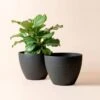Tuileries Planter Pot- 11.3 Inch -Eds Plant Shop tuileries planter pot 113 inch 274033