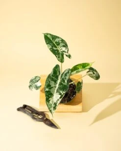 Variegated Alocasia 'Frydek' – Rare Velvet Foliage Houseplant -Eds Plant Shop variegated alocasia frydek rare velvet foliage houseplant 242461