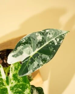 Variegated Alocasia 'Frydek' – Rare Velvet Foliage Houseplant -Eds Plant Shop variegated alocasia frydek rare velvet foliage houseplant 260161