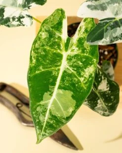 Variegated Alocasia 'Frydek' – Rare Velvet Foliage Houseplant -Eds Plant Shop variegated alocasia frydek rare velvet foliage houseplant 288313