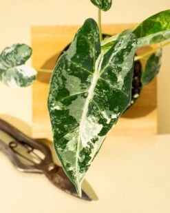 Variegated Alocasia 'Frydek' – Rare Velvet Foliage Houseplant -Eds Plant Shop variegated alocasia frydek rare velvet foliage houseplant 354682