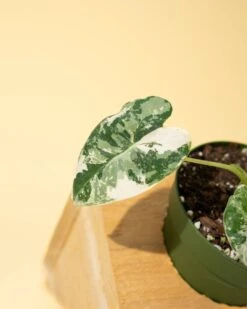 Variegated Alocasia 'Frydek' – Rare Velvet Foliage Houseplant -Eds Plant Shop variegated alocasia frydek rare velvet foliage houseplant 480140