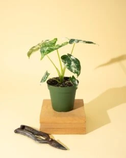 Variegated Alocasia 'Frydek' – Rare Velvet Foliage Houseplant -Eds Plant Shop variegated alocasia frydek rare velvet foliage houseplant 649772