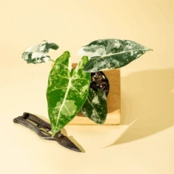 Variegated Alocasia 'Frydek' – Rare Velvet Foliage Houseplant -Eds Plant Shop variegated alocasia frydek rare velvet foliage houseplant 752948