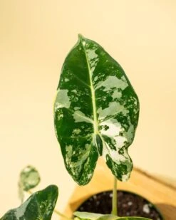 Variegated Alocasia 'Frydek' – Rare Velvet Foliage Houseplant -Eds Plant Shop variegated alocasia frydek rare velvet foliage houseplant 879939
