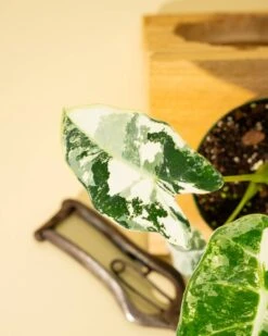 Variegated Alocasia 'Frydek' – Rare Velvet Foliage Houseplant -Eds Plant Shop variegated alocasia frydek rare velvet foliage houseplant 999376