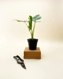 Variegated Alocasia 'Macrorrhiza' – Giant Foliage With Creamy White Marbling -Eds Plant Shop variegated alocasia macrorrhiza giant foliage with creamy white marbling 3589012