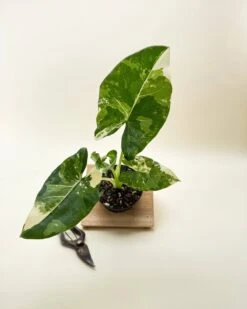 Variegated Alocasia 'Macrorrhiza' – Giant Foliage With Creamy White Marbling -Eds Plant Shop variegated alocasia macrorrhiza giant foliage with creamy white marbling 8201549