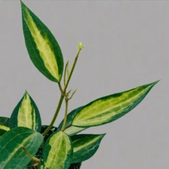 Variegated Hoya Macrophylla 'Pot Of Gold' -Eds Plant Shop variegated hoya macrophylla pot of gold 120584