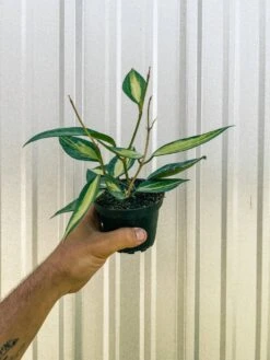 Variegated Hoya Macrophylla 'Pot Of Gold' -Eds Plant Shop variegated hoya macrophylla pot of gold 377451