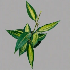 Variegated Hoya Macrophylla 'Pot Of Gold' -Eds Plant Shop variegated hoya macrophylla pot of gold 567631