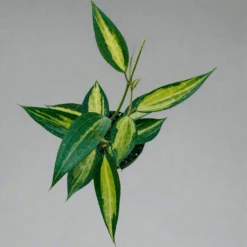 Variegated Hoya Macrophylla 'Pot Of Gold' -Eds Plant Shop variegated hoya macrophylla pot of gold 689282