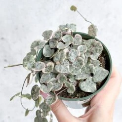 Variegated String Of Hearts - Ceropegia Woodii Variegata -Eds Plant Shop variegated string of hearts ceropegia woodii variegata 35 inch 184474