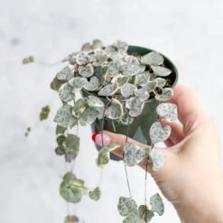 Variegated String Of Hearts - Ceropegia Woodii Variegata